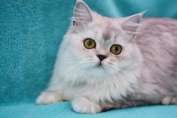 kitten cat scottish straight, lop-eared fluffy, animal