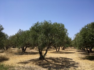 olive trees Olivenbäume 