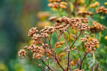 Tansy in the garden dried in the summer sun.