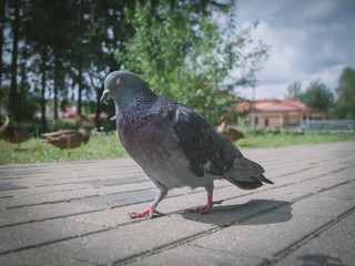 Dove feeding with bread in the city park