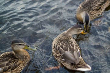 Three wild ducks on the river are fighting for a piece of bread