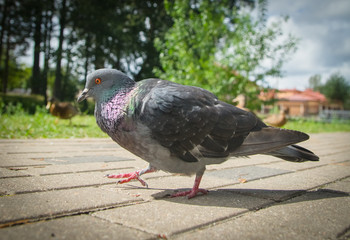 Dove feeding with bread in the city park