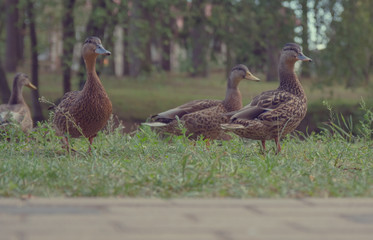 Duck feeding with bread in the city park