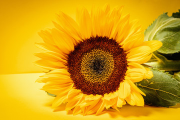 beautiful colorful sunflower flower on a yellow background