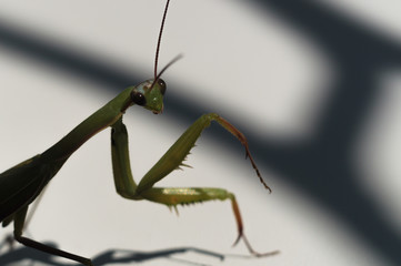 Green mantis with mustache and paws looks at YOU. Mantis on a white background with shadows.