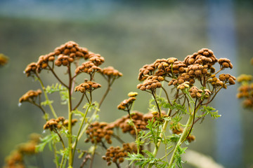 Tansy in the garden dried in the summer sun.