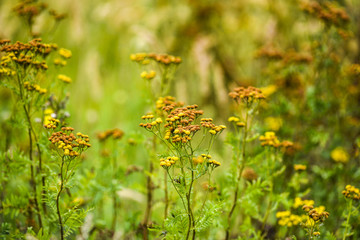 Tansy in the garden dried in the summer sun.