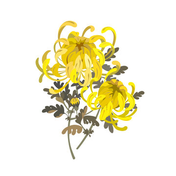Chrysanthemum flowers. Floral bouquet design. Yellow chrysanthemum illustration