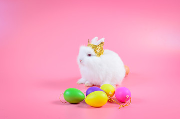 White fluffy rabbit and red eye, it wears a golden crown sitting on pink background and colourful egg