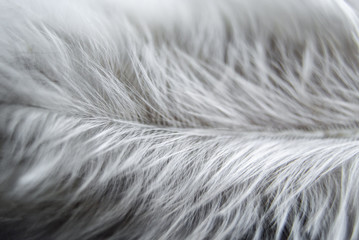 Сhicken white feather macro background