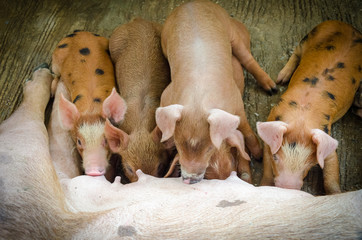 Piglet is eating breast milk.