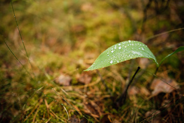Close-up of fresh green leaves with water drops after rain