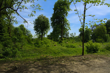 Fototapeta premium An old abandoned cemetery, crosses and graves overgrown with tall grass against the backdrop of tall trees and a blue sky.