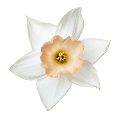 Flower of a daffodil with a delicate beige center isolated on white background.