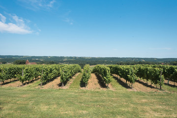 Vignes du Madiran