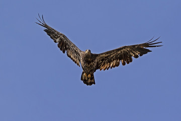Fototapeta premium Bird juvenile bald eagle flying in California sky