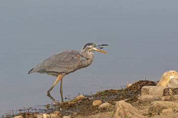 Bird great blue heron at California lake