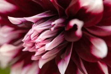 Foto auf Acrylglas Dahlie Head of purple and white dahlia closeup. Flower backround.