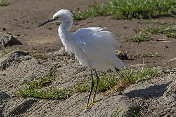 Bird snowy egret at Los Angeles park lake
