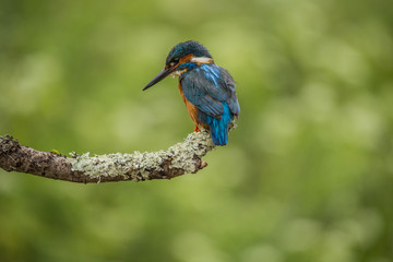 Kingfisher