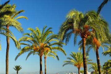 Fototapeta na wymiar palm tree tropical