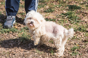 portrait of a bichon dog living in Belgium