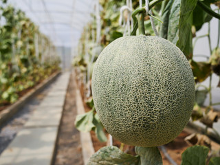 The green melon in the Thailand farm ready for harvest