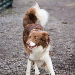 Portrait of border collie dog living in Belgium