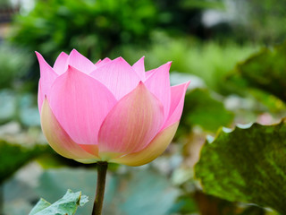 The pink lotus flower in the garden