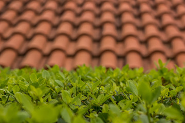 unfocused horizontal background wallpaper concept of red roof shingles and green plants with empty space for copy or text