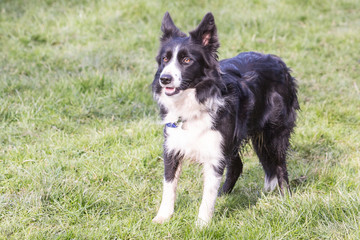 Portrait of border collie dog living in Belgium