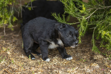 Puppies Playing in Garden