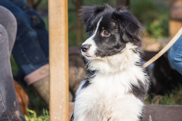 Portrait of border collie dog living in Belgium