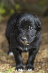 Fototapeta premium Puppies Playing in Garden