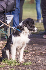 Portrait of border collie dog living in Belgium