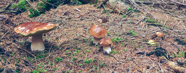 Porcini mushroom in the autumn forest. Nature background.