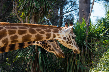Portrait image of a Rothschilds giraffe, an endangered subspecies.
