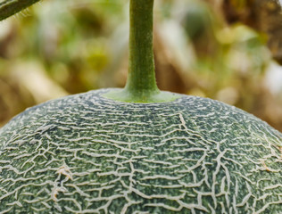 The skin of the green melon in the farm