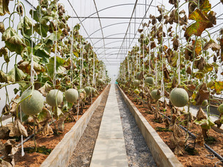 The organic melon farm was attack by disease