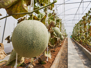 The green melon in the Thailand farm