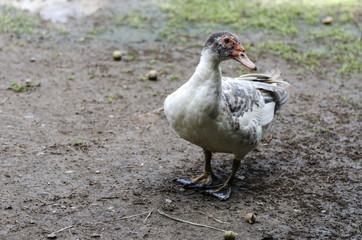 Muscovy is a large duck, the nose is red meat. Farmers will feed a lot of ducks.
