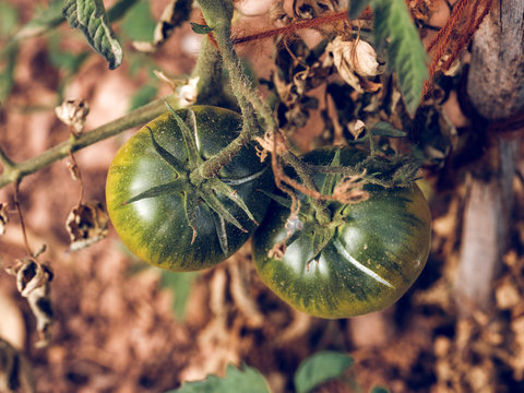 Green tomatoes on branch