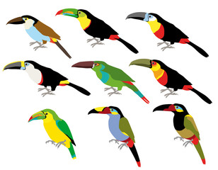 Toucan,oiseau,sous espèce ,toutes couleurs,couleurs aplats;
