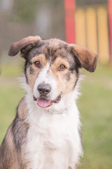 Portrait of border collie dog living in Belgium