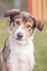 Portrait of border collie dog living in Belgium