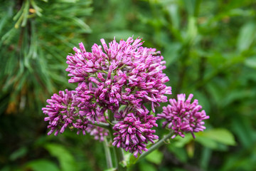 panorama from green beskid mountains ,high tatra, with viollet flowers