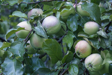 several ripening apples with dew drops on a branch close-up