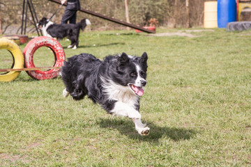 Portrait of border collie dog living in Belgium