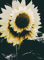 awesome sunflower