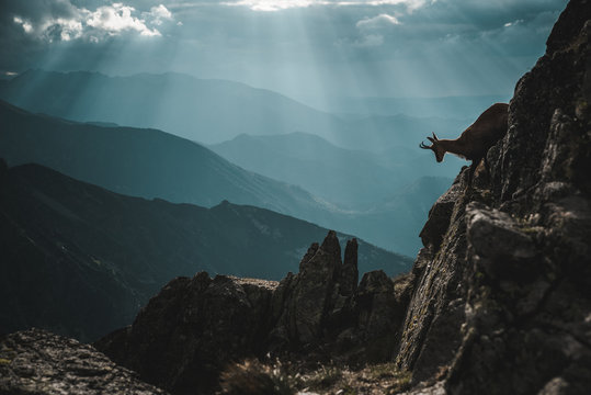 Chamois, in High Tatras, dark blue sky and mountains in background